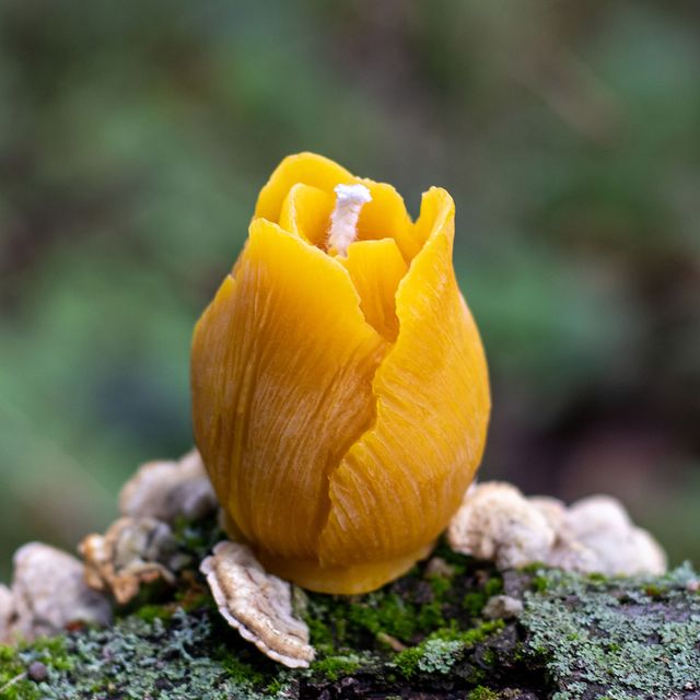 Svíčka ze včelího vosku - Tulipán